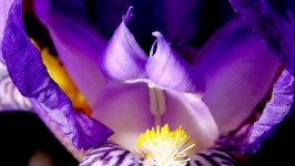 Il Fiore Iris