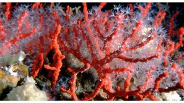 Il Corallo - Coral