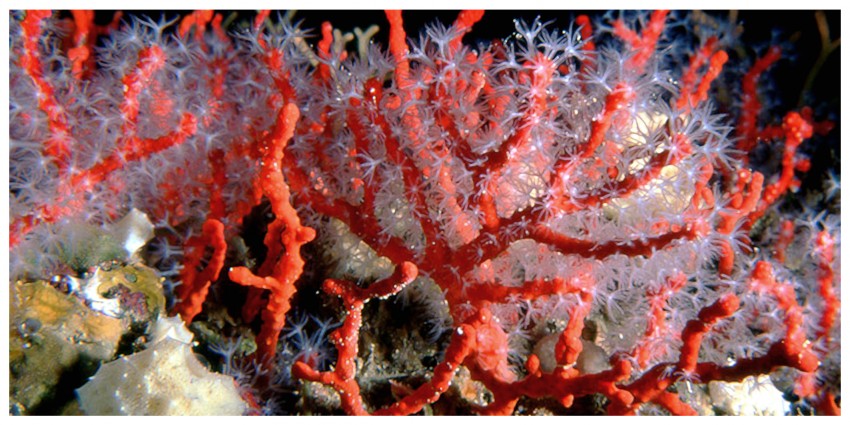 Il Corallo - Coral