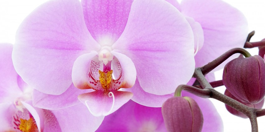 L'Orchidea - raffinatezza, eleganza e armonia