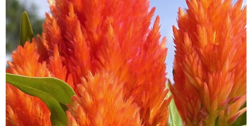 La Celosia - Pianta dai colori ardenti e fiammeggianti