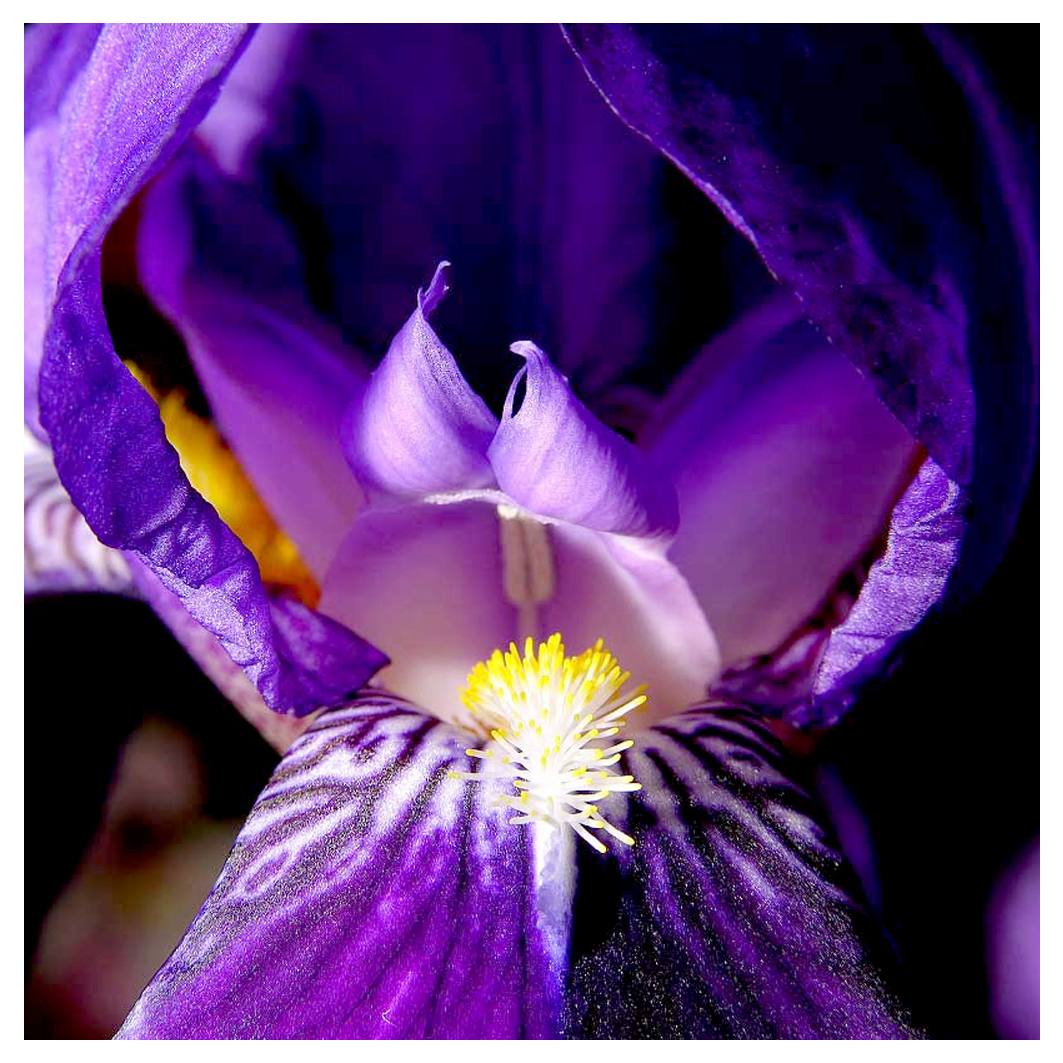Fiore Iris