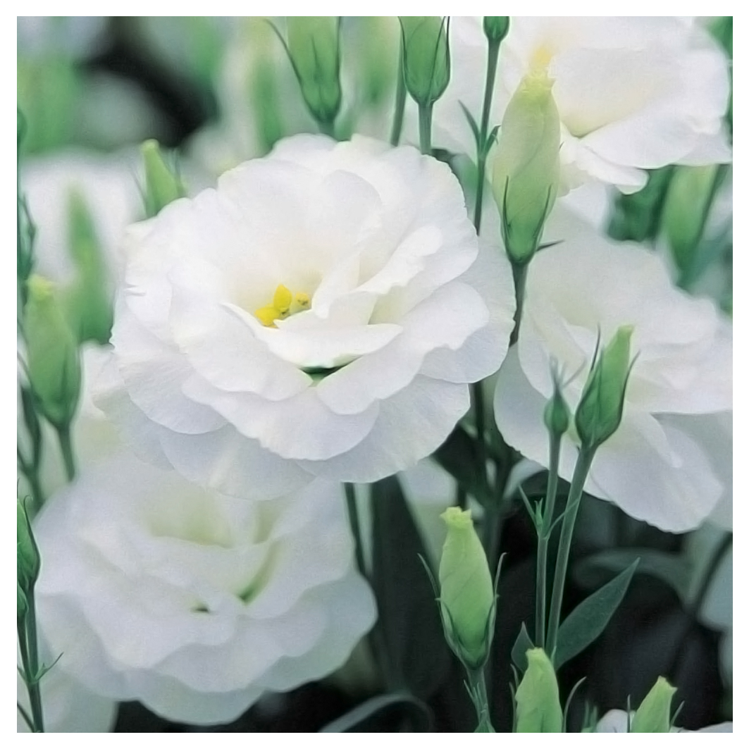 Il Lisianthus Grazia Ed Eleganza