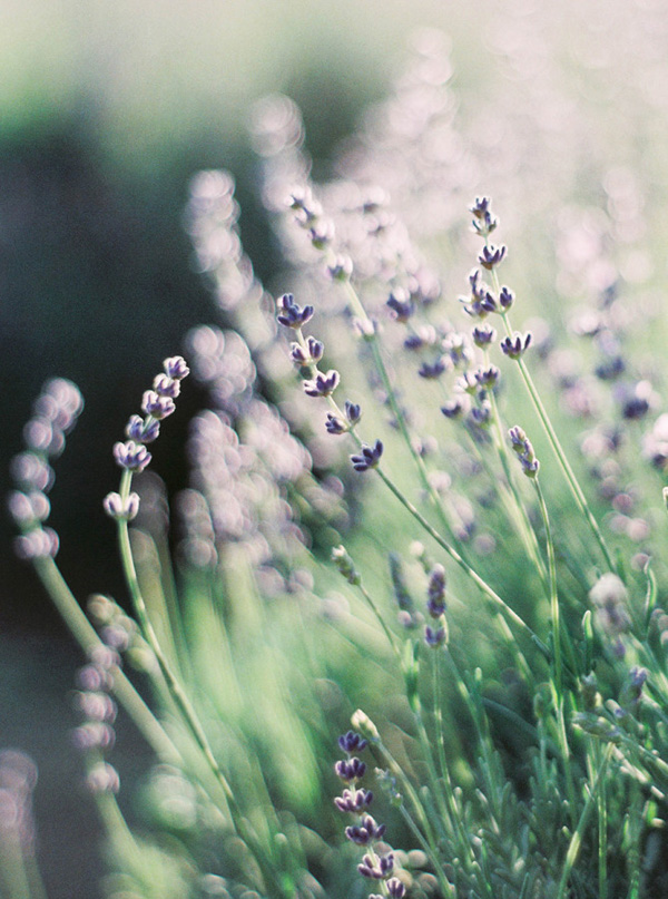 matrimonio lavanda