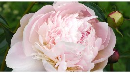 La Peonia, regina di tutti i fiori