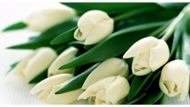Il Tulipano Bianco - Semplicità ed Eleganza