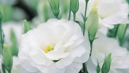 Il Lisianthus - Grazia ed Eleganza