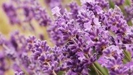 La Lavanda - Il Profumo del Mediterraneo