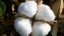 La Pianta del Cotone 