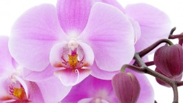 L'Orchidea - raffinatezza, eleganza e armonia