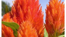 La Celosia - Pianta dai colori ardenti e fiammeggianti