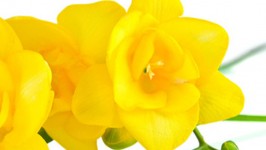 La Fresia, profumo intenso e colori ammalianti
