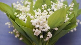 Il Mughetto - Lily of the Valley