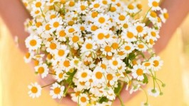 La Margherita, un fiore perfetto per il vostro Matrimonio