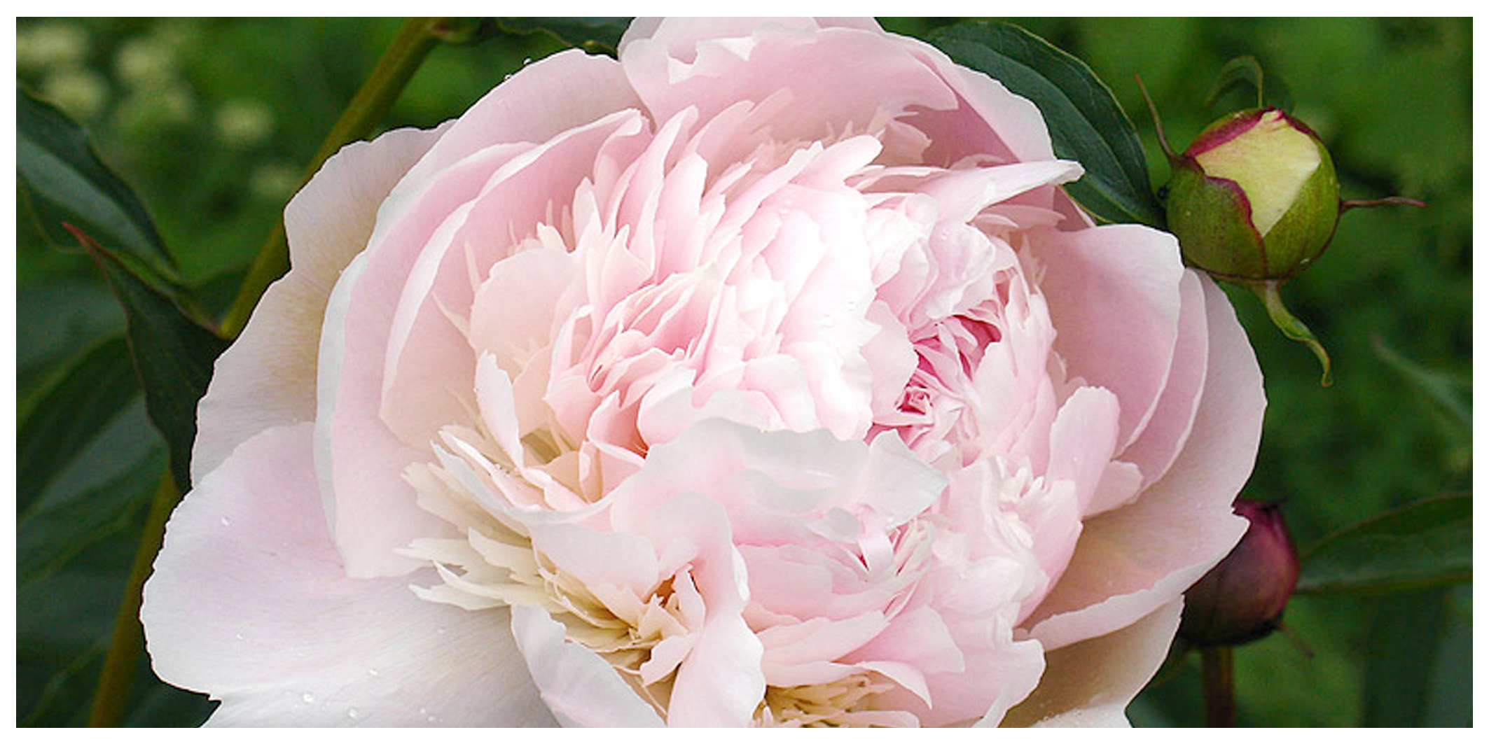 Peonia