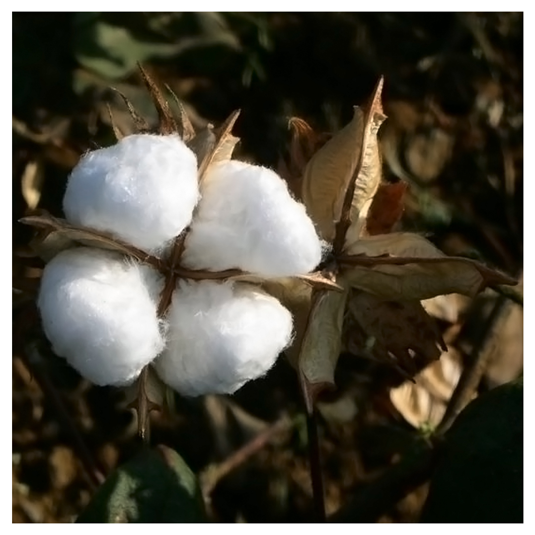 cotton