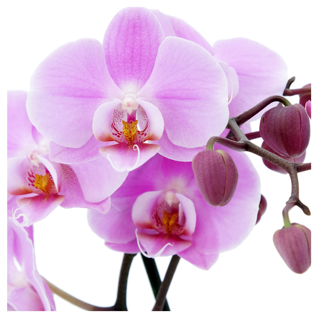 orchid