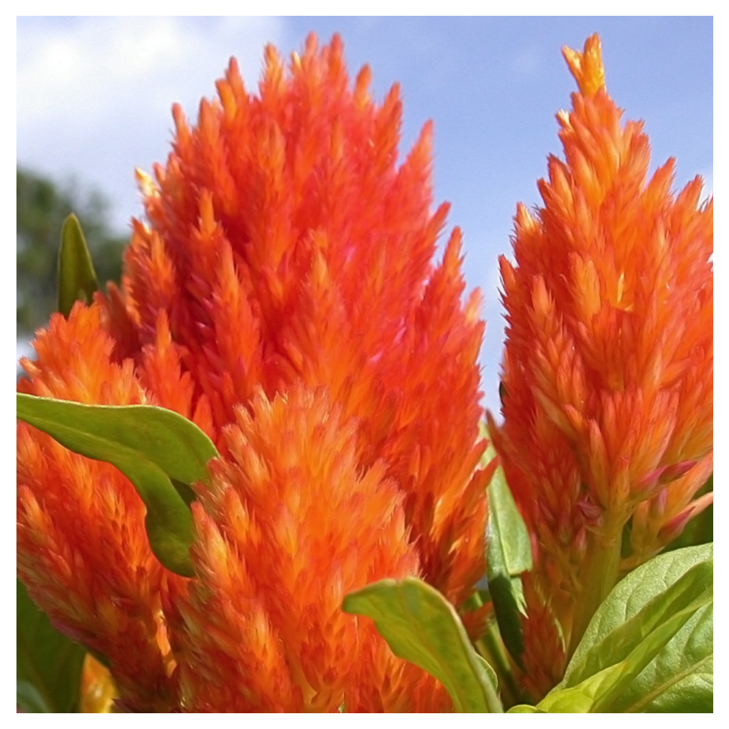 Celosia